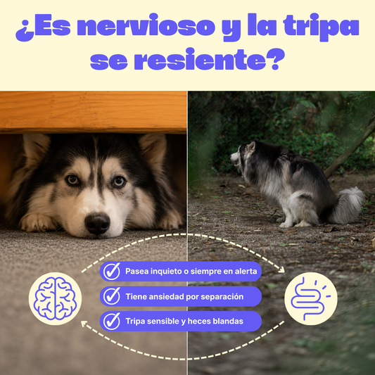 Rutina Equilibrio Diario
