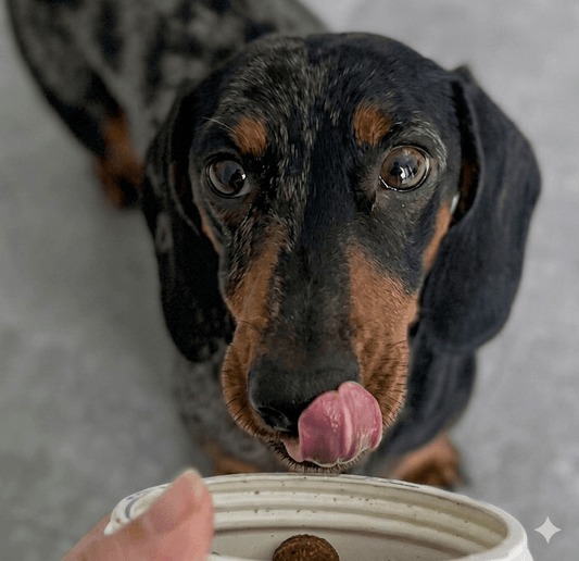 Vitaminas para perros mayores: cómo cuidar sus articulaciones y movilidad