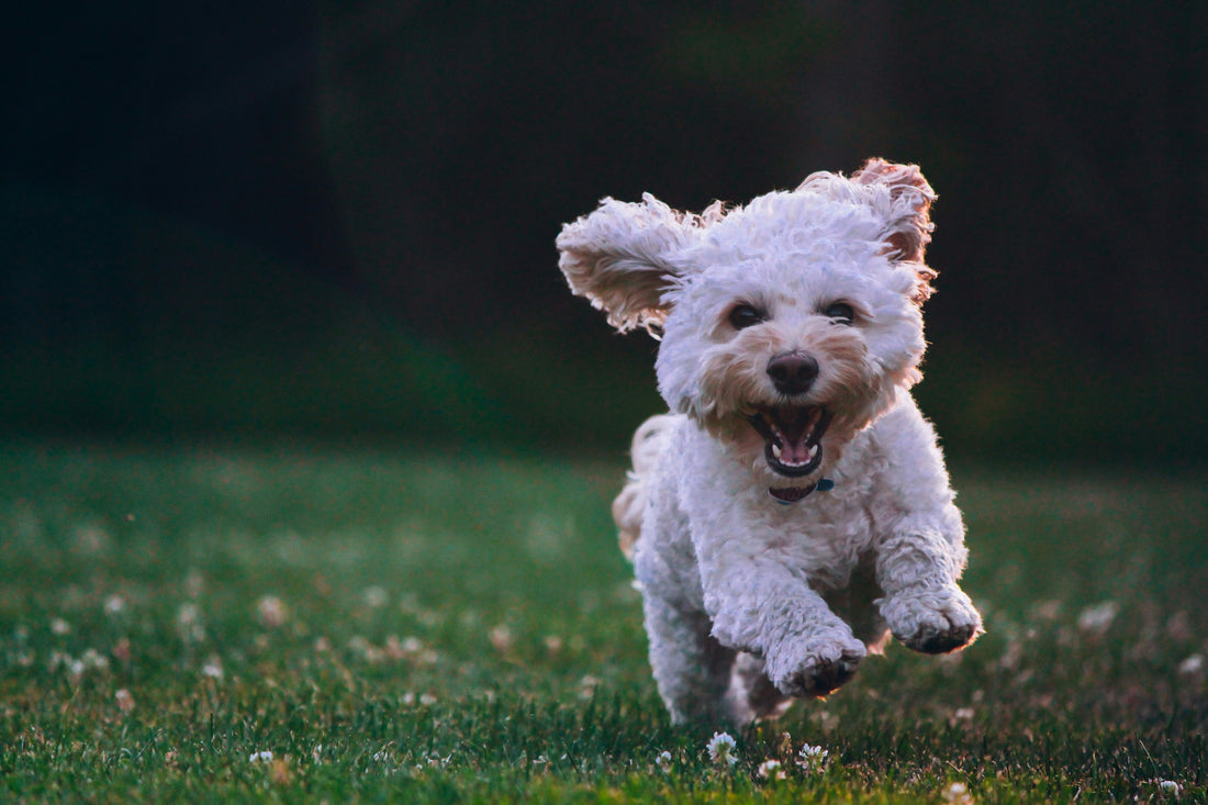 Condroprotector para perros: cómo cuidar sus articulaciones y mejorar su movilidad