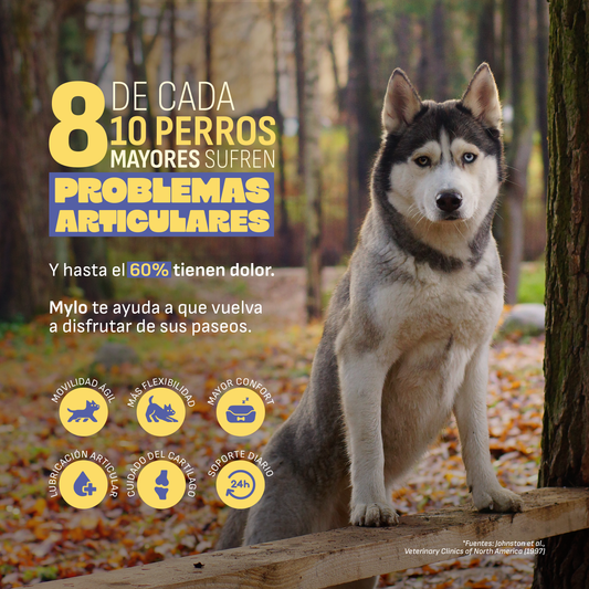 Condroprotector Perros
